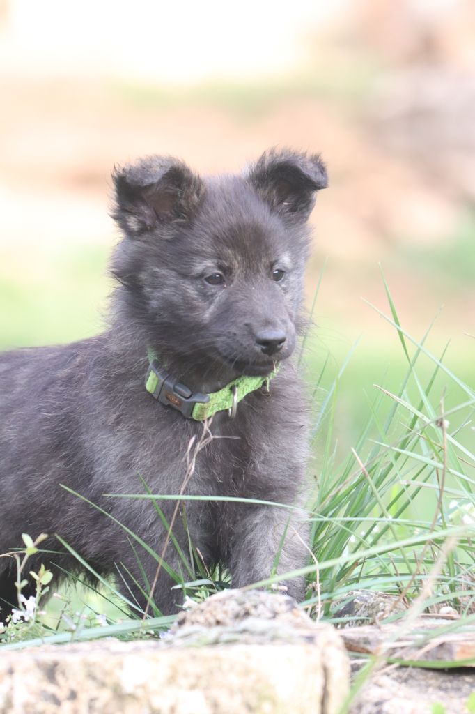 du mont Brabant - Chiot disponible  - Berger hollandais