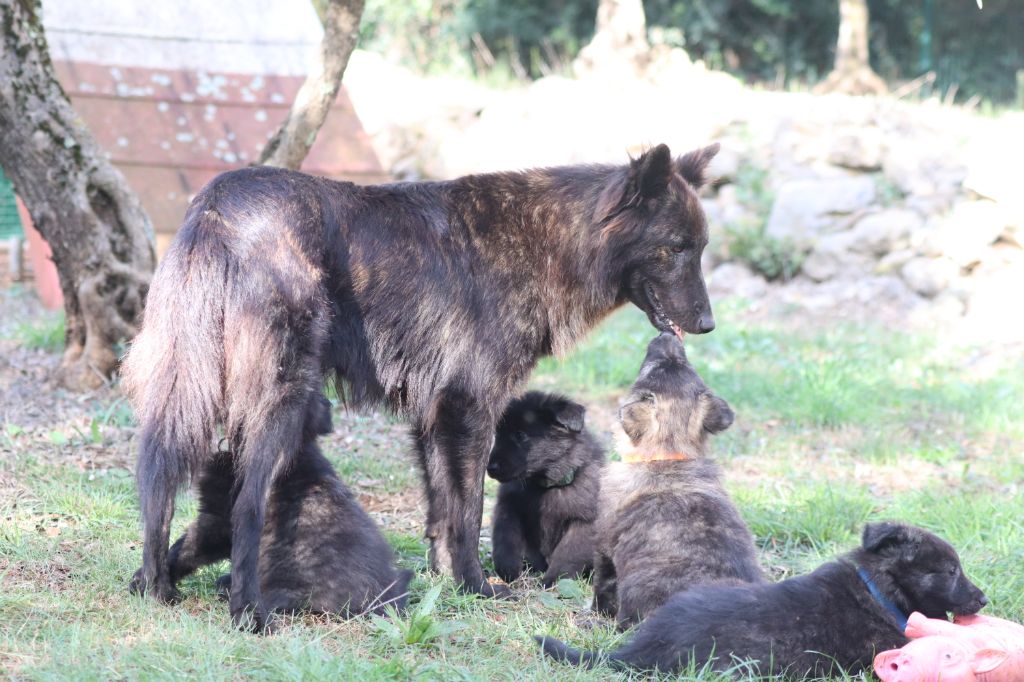 chiot Berger hollandais du mont Brabant