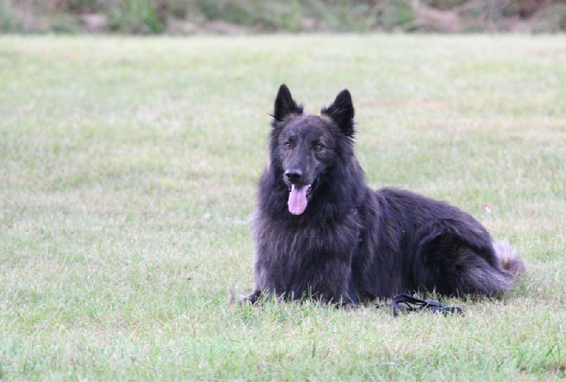 Cooper du mont Brabant