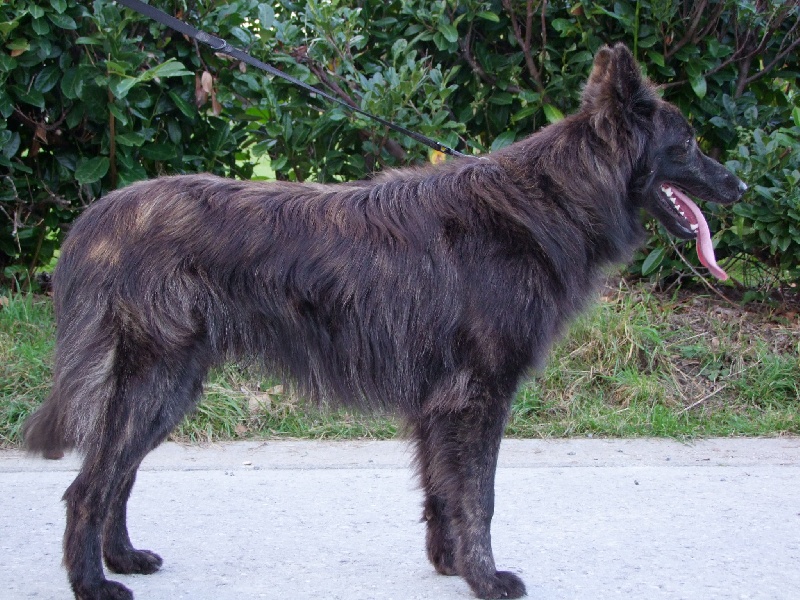 Frelon du mont Brabant