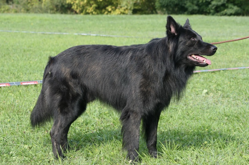 Deal'kain du mont Brabant