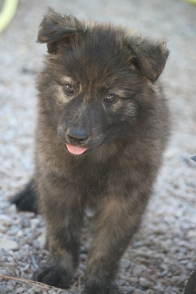 du mont Brabant - Berger hollandais - Portée née le 18/07/2014